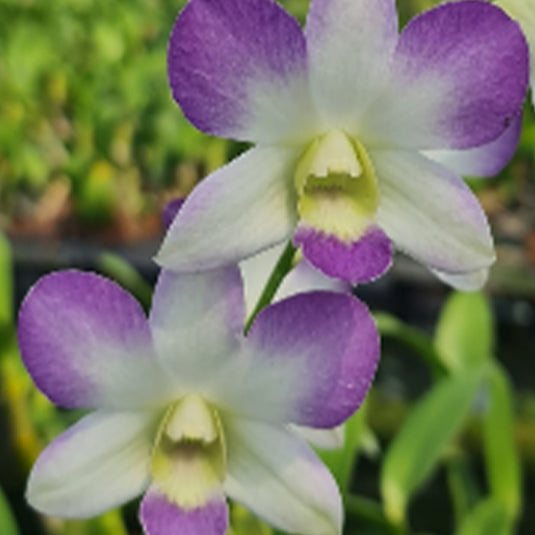 Regal purple Dendrobium orchid blossom with purple and white petals and graceful shape.