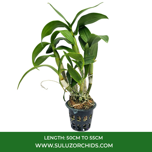 Dendrobium Orchid (Areedang Green x Burana Stripe) #248 Mature Bushy Plant - Ready To Flower