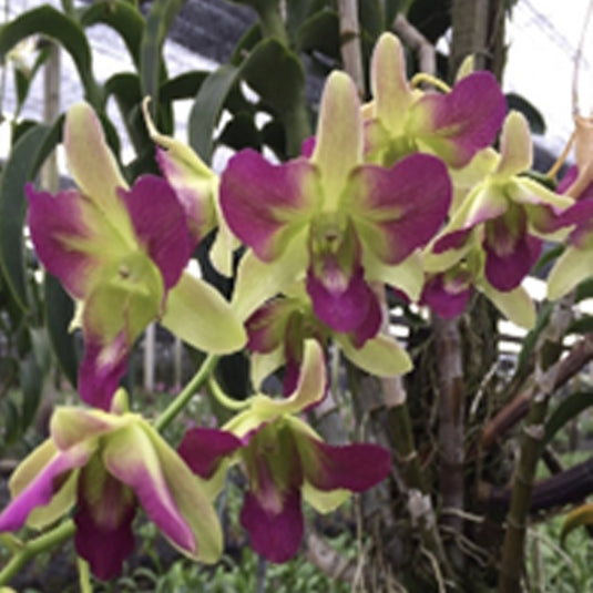 Dendrobium Orchid Plant Areedang Pink 'Muatation' - Seedling