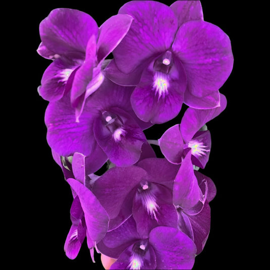 Dendrobium Orchid Plant Betachong Blue White Lip - Seedling