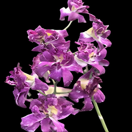 Dendrobium Orchid Plant Betty Rose Purple- Seedling