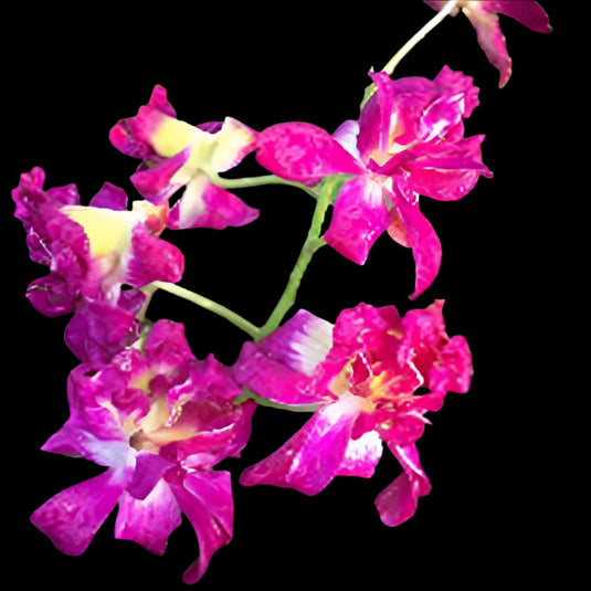 Dendrobium Orchid Plant Betty Rose Red- Seedling