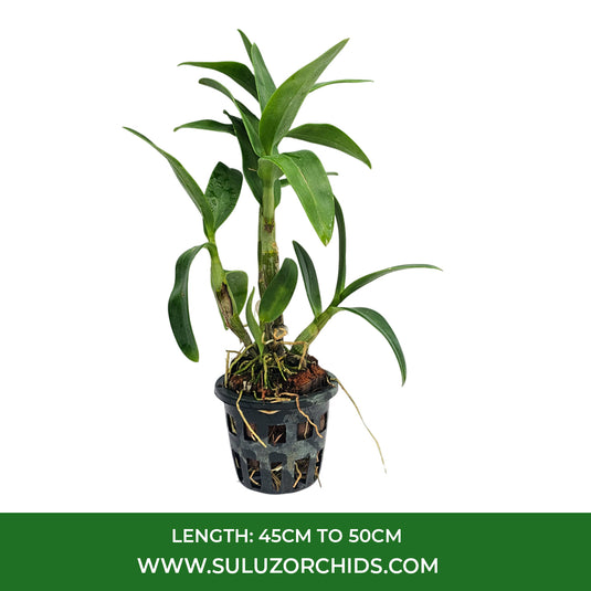 Dendrobium Orchid Betty Rose Red Mature Bushy Plant