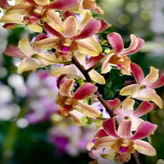 Dendrobium Orchid Plant (Brown Deby x Lasianthera) #188 - Seedling