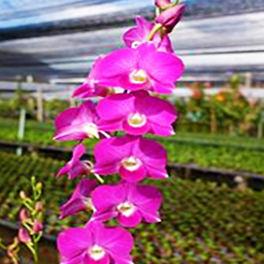 Dendrobium Orchid Plant Burana Beauty Stripe - Seedling