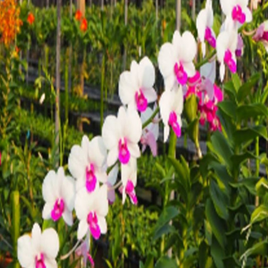 Dendrobium Orchid Plant Burana Charm Seedling, pure white flower