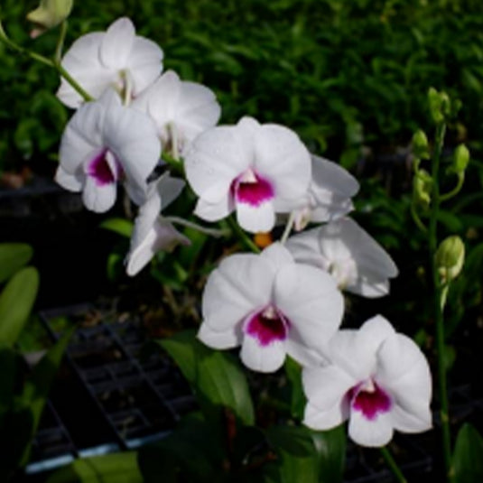 Dendrobium Orchid Plant Burana Diamond #3 Seedling, pure white flower