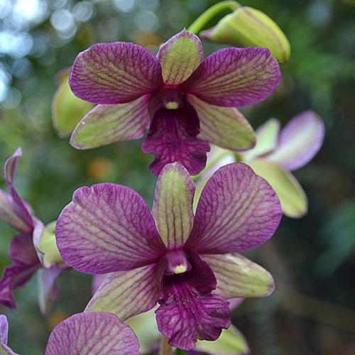 Dendrobium Orchid Plant Burana Emerald - Seedling