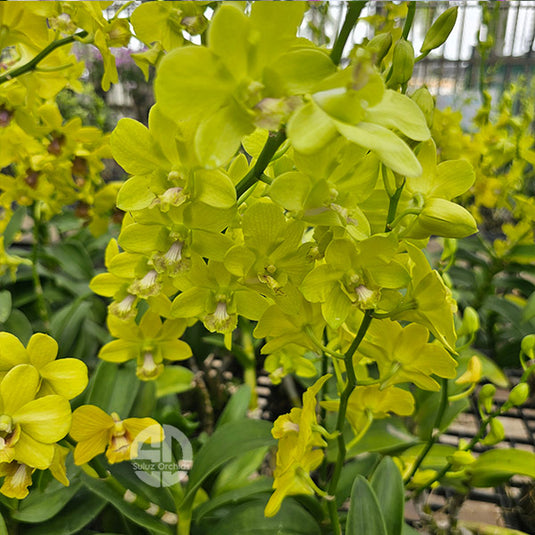 Dendrobium Orchid Plant - Burana Green x Udom Yellow - Seedling