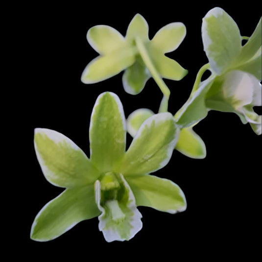 Dendrobium Orchid Plant Burana Green 'Varigrated' - Seedling