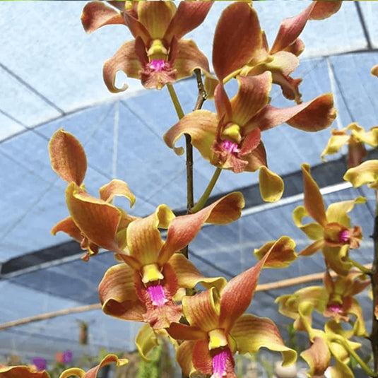 Dendrobium Orchid Burana Jade x Lasianthera x CkaII- Medium Stage