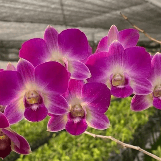 Dendrobium Orchid Burana Pearl Pink #374 - Medium Stage