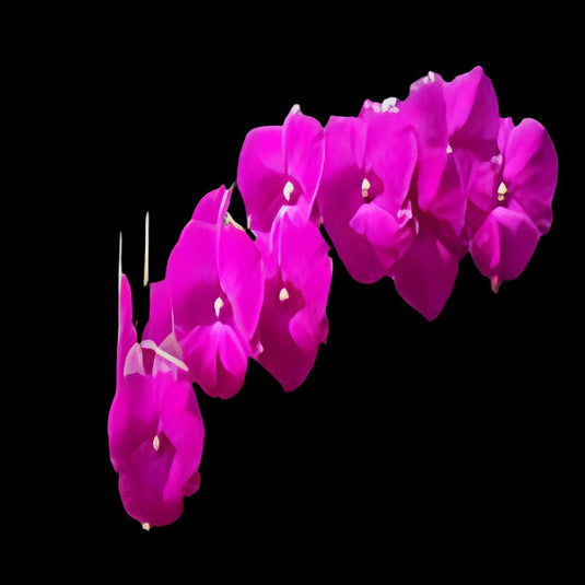 Dendrobium Orchid Plant Burana Pink # 1015 - Seedling