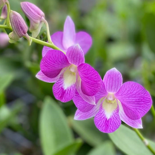 Dendrobium Orchid Burana Pink #2 X Compactum- Medium Stage