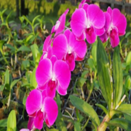 Dendrobium Orchid Plant Burana Purple #7 Seedling, vibrant purple flower