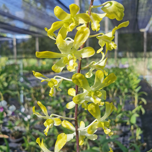 Dendrobium Orchid Plant (Burana Royal x Unching Rubug) - Seedling
