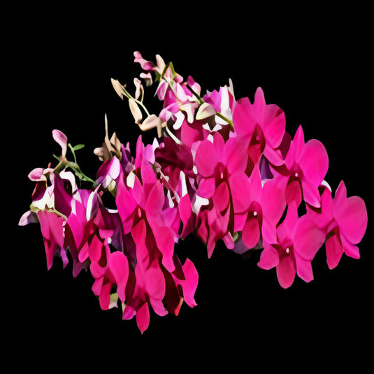 Dendrobium Orchid Plant Burana Sonia - Seedling