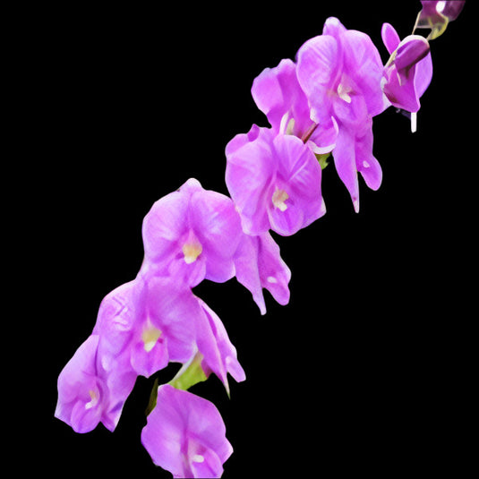 Dendrobium Orchid Plant Burana Stripe No.8 - Seedling