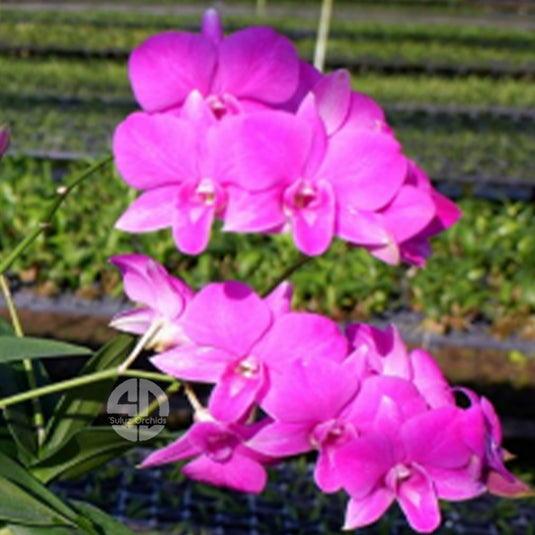 Dendrobium Orchid Plant Burana Stripe Paragon #3 Seedling, pink striped flower