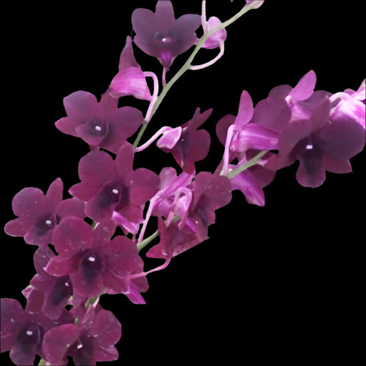 Dendrobium Orchid Plant Burana Violet- Seedling