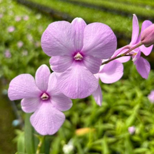 Dendrobium Orchid Plant Bush Fancy Pink - Seedling
