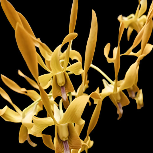 Dendrobium Orchid Plant (Canaray Gold x Chan Chao Twist) #194 - Seedling