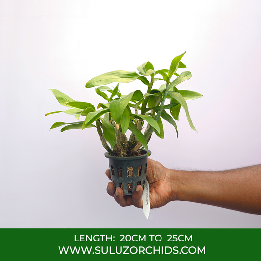 Dendrobium Orchid Capituliflorum Exotic Plant