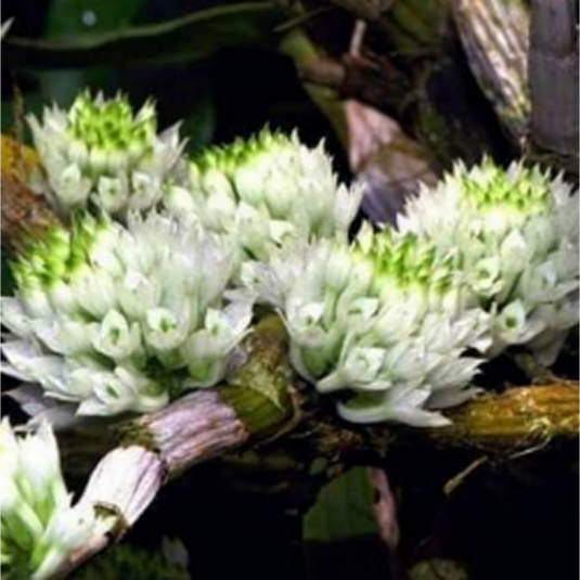 Dendrobium Orchid Capituliflorum Exotic Plant