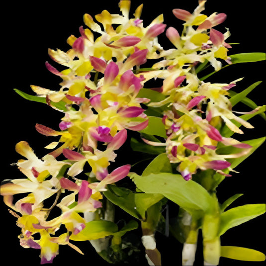 Dendrobium Orchid Plant (Carol x Helix) #182 - Seedling