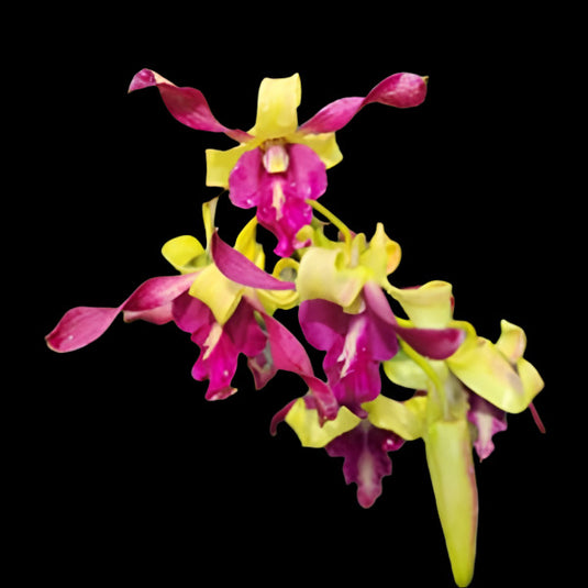 Dendrobium Orchid Plant Carol - Seedling