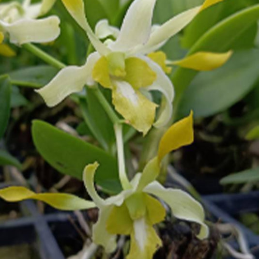 Dendrobium Orchid Plant Ceasar Green #11 - Seedling