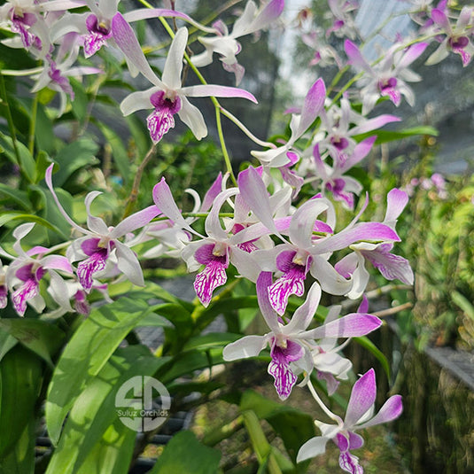 Dendrobium Orchid Ceasar White x Ceasar Warawan - Seedling