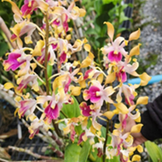 Dendrobium Orchid Plant (Chan Chao x Carol) # 292 - Seedling