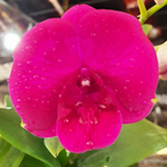 Dendrobium Orchid Plant (Chao Phraya x Samutsong Khram ) x Sabine - Seedling