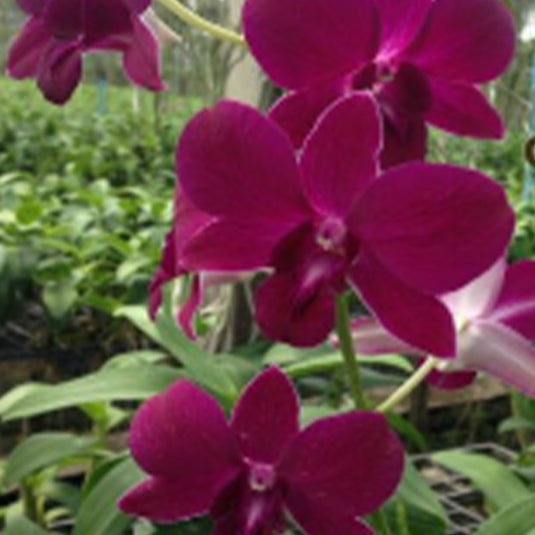 Dendrobium Orchid Plant Charak Red Seedling, vibrant red flower