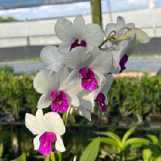 White Dendrobium orchid plant with elegant pure white blooms and pink-centered petals