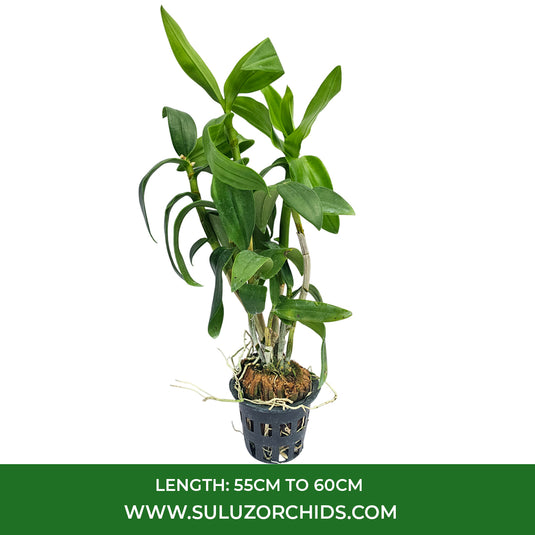 White Dendrobium orchid plant featuring fresh white flowers with soft pink throats.