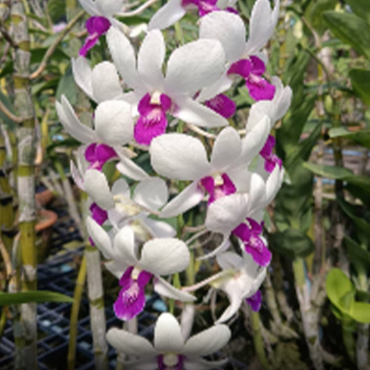 Dendrobium Orchid Plant Charming White Seedling, white flower with pink center lip