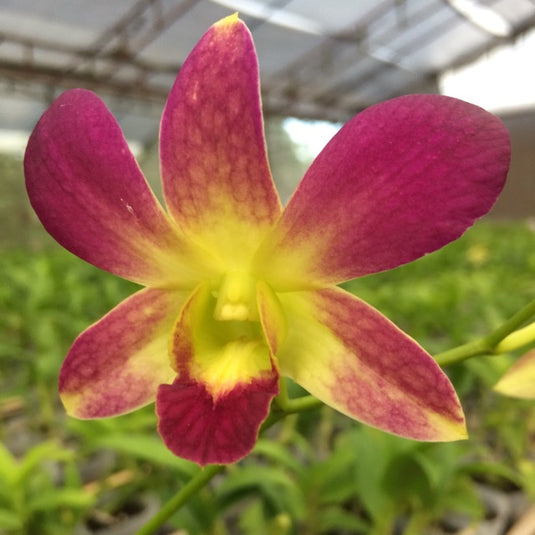 Dendrobium Orchid CKAII x Oka- Medium Stage