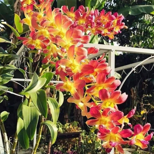 Dendrobium Orchid Plant (Ckaii "Oka" x Sanphran Brown) #172 - Seedling