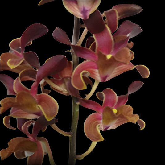 Dendrobium Orchid Plant (Cobra x lasianthera)#63 - Seedling