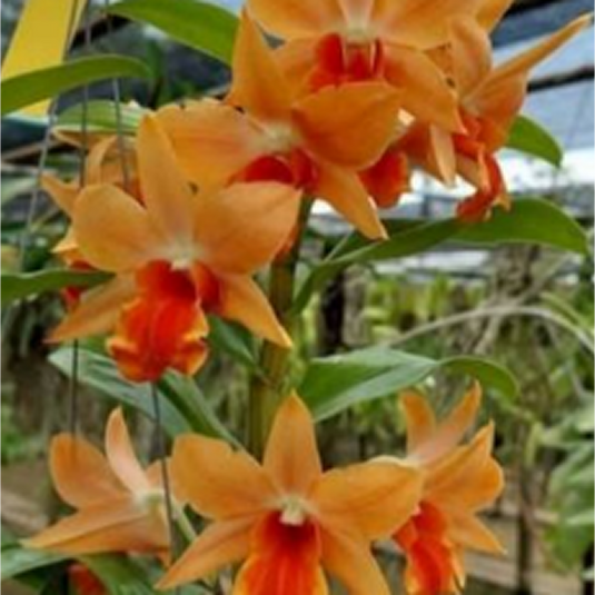 Dendrobium Orchid Dawn Maree Orange Hybrids Exotic Plant