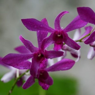 Dendrobium Orchid Danzah #201 - Seedling