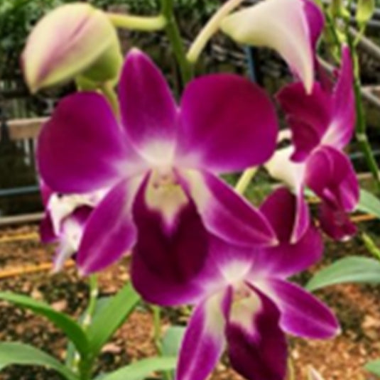 Dendrobium Orchid Daeng Udon purple flower with a graceful bloom.