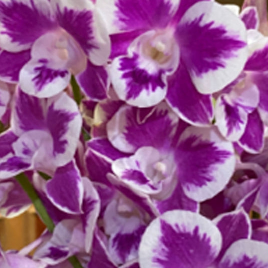 Dendrobium Orchid Plant Den.Ekapol Splash '2055' (5% variegation as motherplant) - Seedling