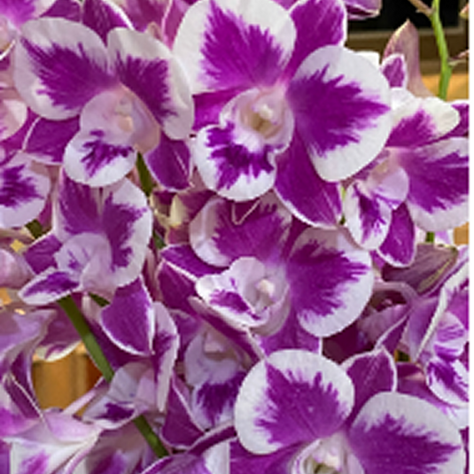 Dendrobium Orchid Plant Ekapol Splash '2055' (5% variegation as motherplant) - Seedling