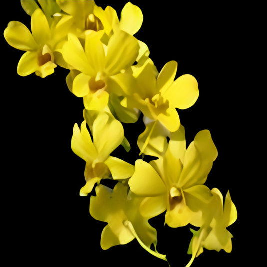 Dendrobium Orchid Plant Emmerald Fancy- Seedling