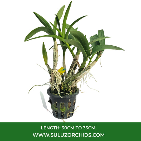 Dendrobium Orchid Enobi Exclusive Plant