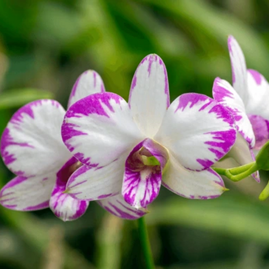 Dendrobium Orchid Plant Enobi White - Seedling