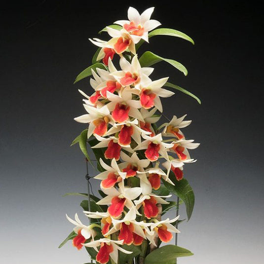 Dendrobium Exotic Orchid Plant Dawn Maree Seedling